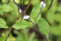 Stachytarpheta urticifolia